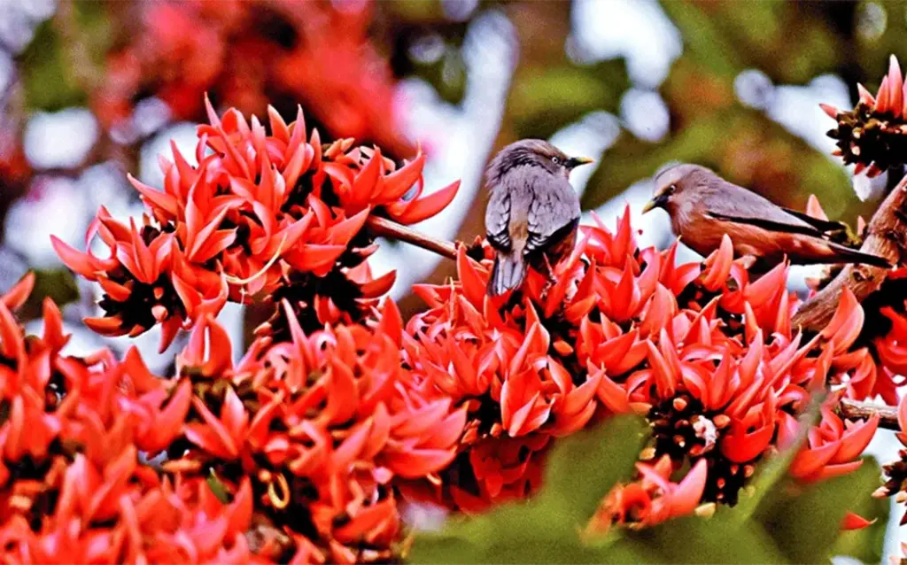 পহেলা ফাল্গুন” কী